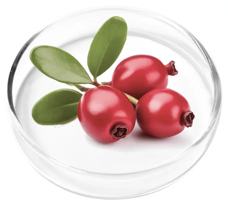 Bearberry (uva ursi), traditional botanical ingredient in FemiCore bladder wellness formula