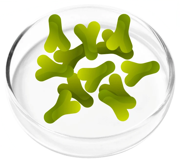 Lactobacillus acidophilus probiotic strain, ingredient in FemiCore urinary health supplement