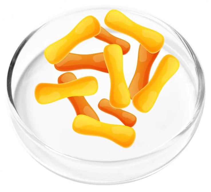 Lactobacillus casei probiotic strain, ingredient in FemiCore bladder support supplement