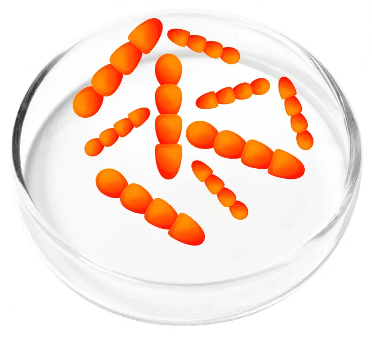 Lactobacillus crispatus probiotic strain, key ingredient in FemiCore bladder support formula