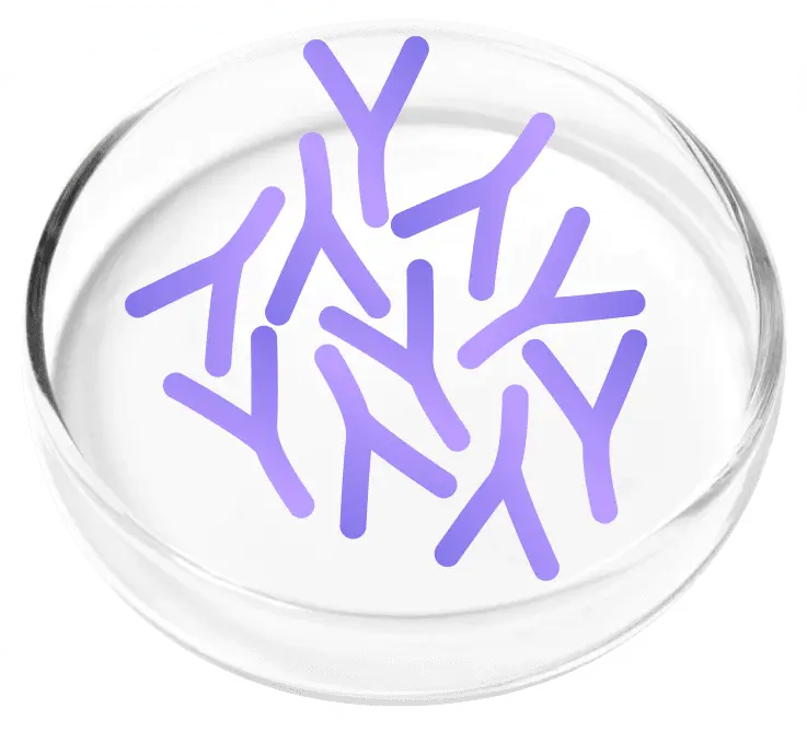 Lactobacillus plantarum and gasseri probiotic strains, ingredients in FemiCore formula
