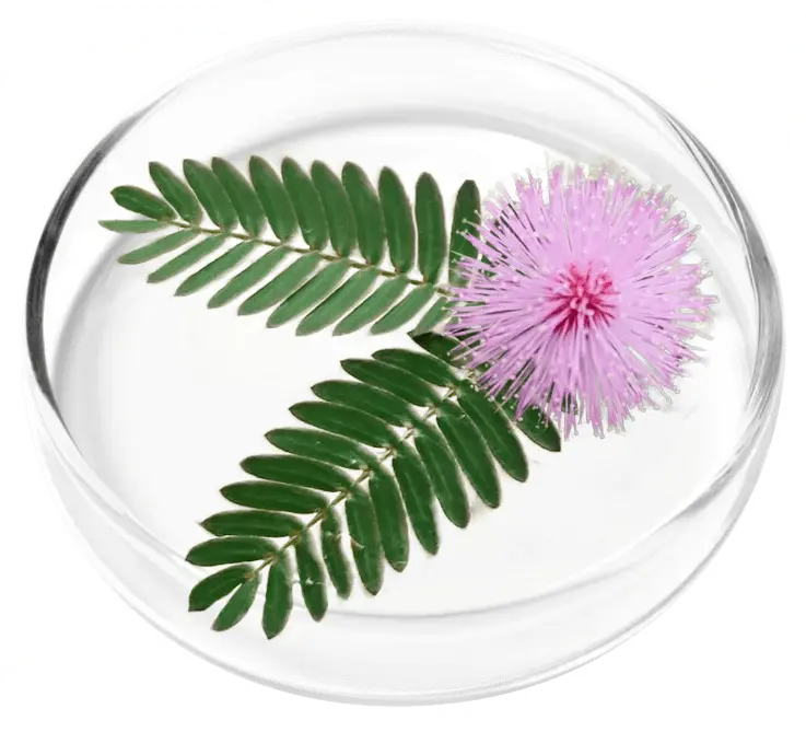 Mimosa pudica flower and leaves, botanical ingredient in FemiCore bladder support formula